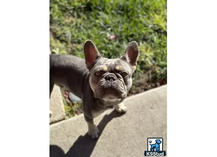 a french bulldog dog standing on a sidewalk